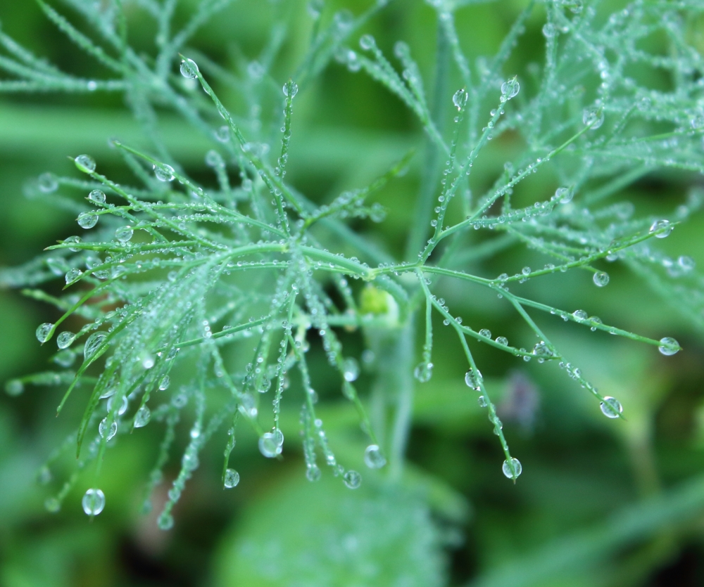 water dew on fennel plant , waterdew, morning, plant, nature, #Nature #background #wallpaper #hdclicks #fullHD @sundar, 