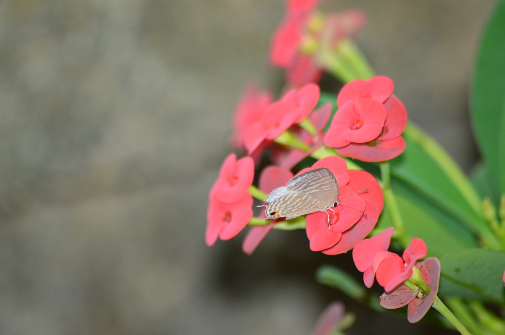 Butterfly on flower , butterfly, flower, butterflyonflower, red flower, nature, Macro photography, macro, 