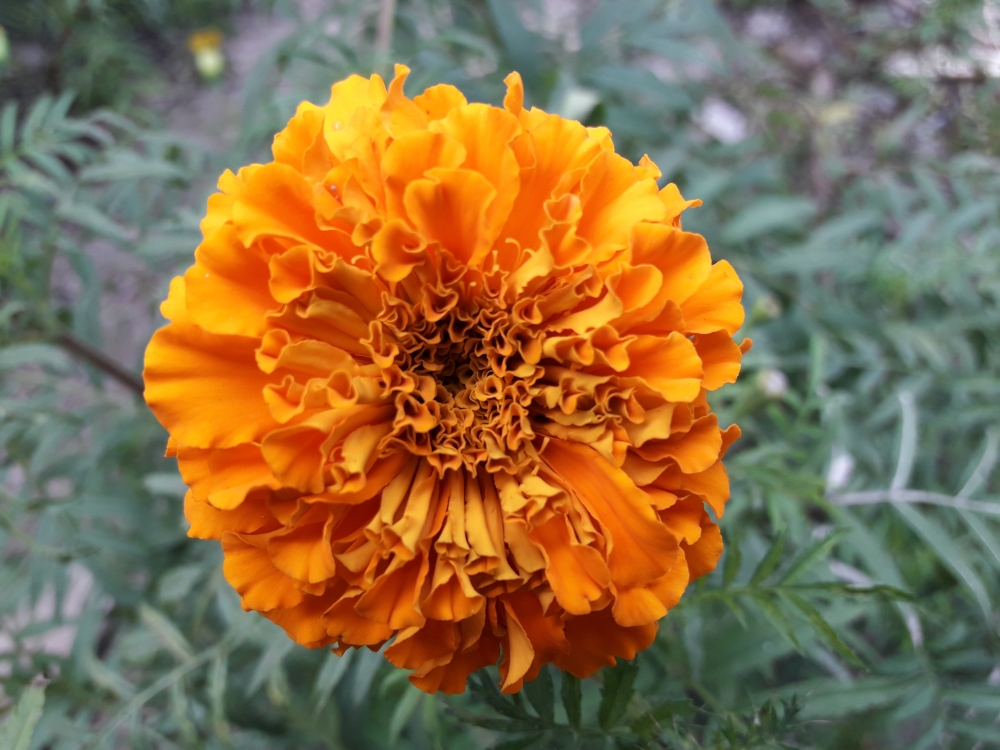 FLOWER , orange color flower, marigold fresh bright