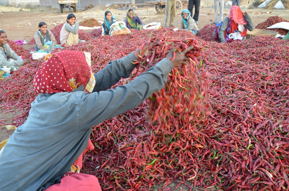 Cayenne pepper or Lal mirch, Cayenne pepper, Lal mirch, Dhar, Madhya Pradesh, India, 