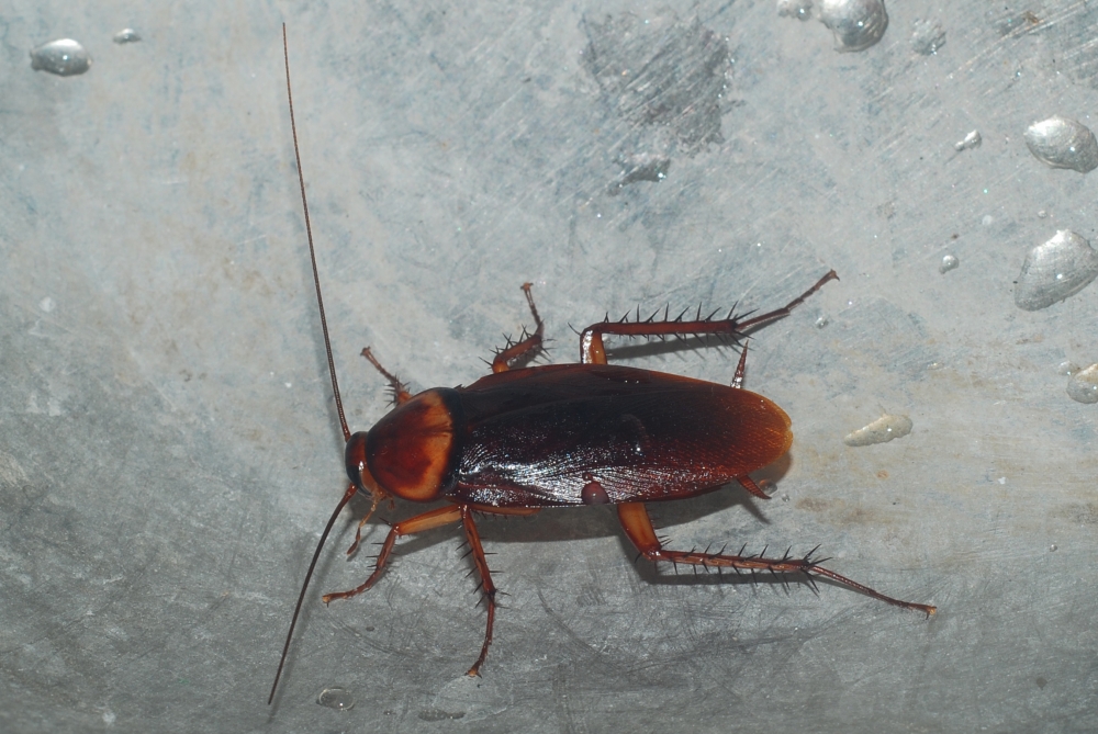 Cockroach photo, insects, cockroach,photo,image,animal,patta,flying,fly,