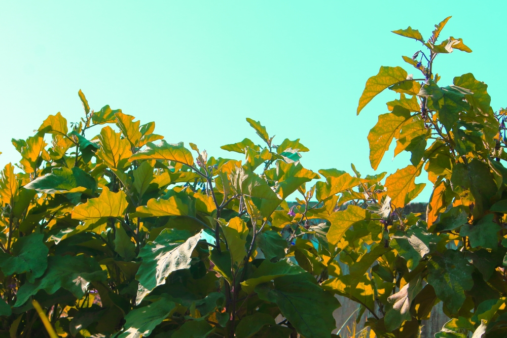 eggplant , eggplant, tree, wild, #nature #wallpaper #HD #stock #landscapes# stone#reflection#wild #forest #nationalpark, 