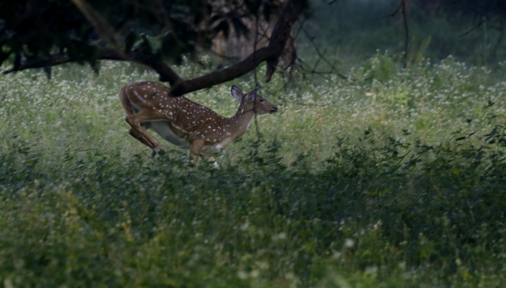 Bhag Milkha Bhag, intothewild, nature, beautiful, wildlife, female, spotted_deer, running, mammal