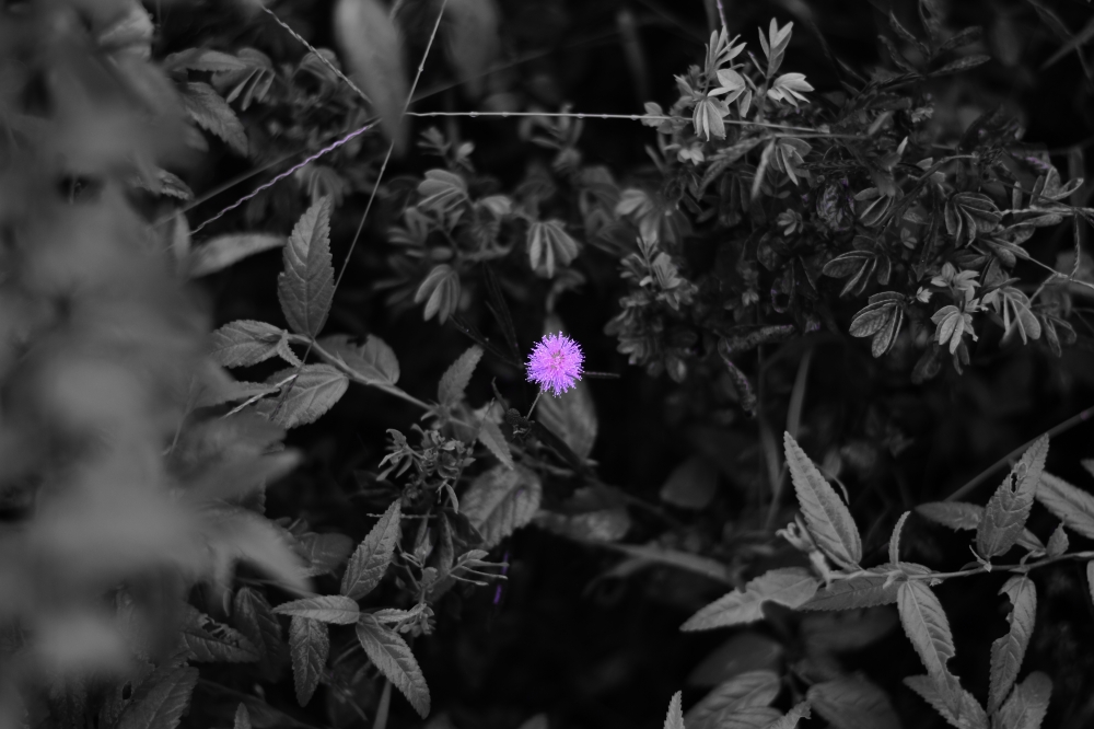 pink, Pink flowers, monochrome, good morning, mini photography, watch/sun, monkey , sitting , looking , nature , greenary , wildlife , sunset point , matheran , maharashtra , animal, odisha, 