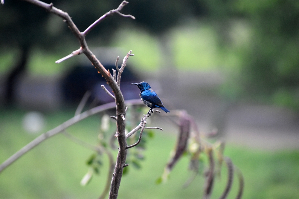 Purple Sunbird, purple,sunbird,bird,perched,sunbird,animal,watching,ornithology,animal world,nature,wildlife,branch,leaves