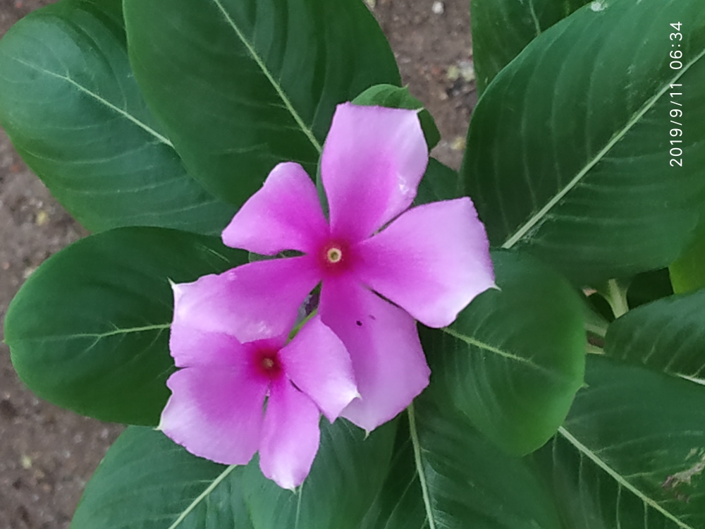 Nityakalyani Flower, flower, nityakalyani flower, pink color, Violet colour flower, 