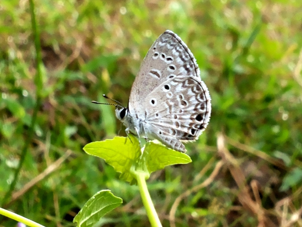 Butterfly..., Butterfly, nature, beautiful, beauty, assam, daylight, resting, 
