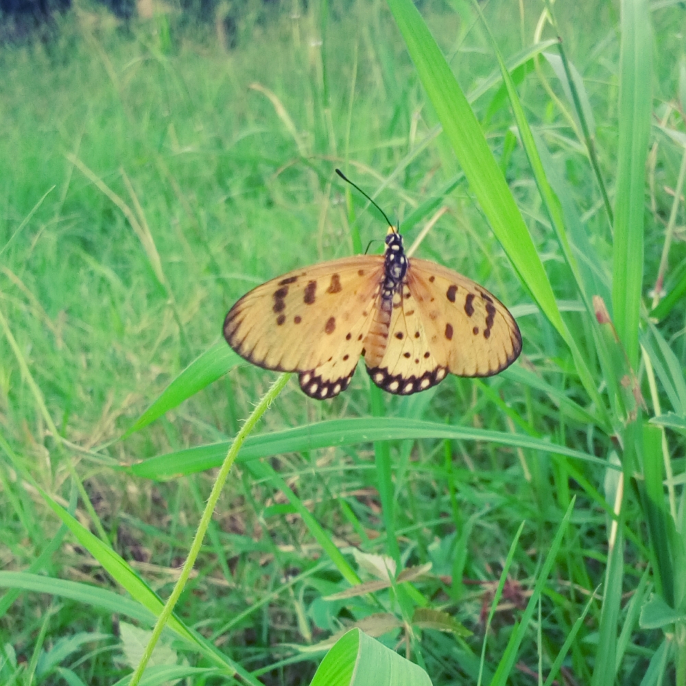 The Beautiful Butterfly kissing Picture, #photographer #life #beauty #outdoors #explore #green #wanderlust  #happy #travelclcik #macro #nature #butterflyphotography #india  #amazing