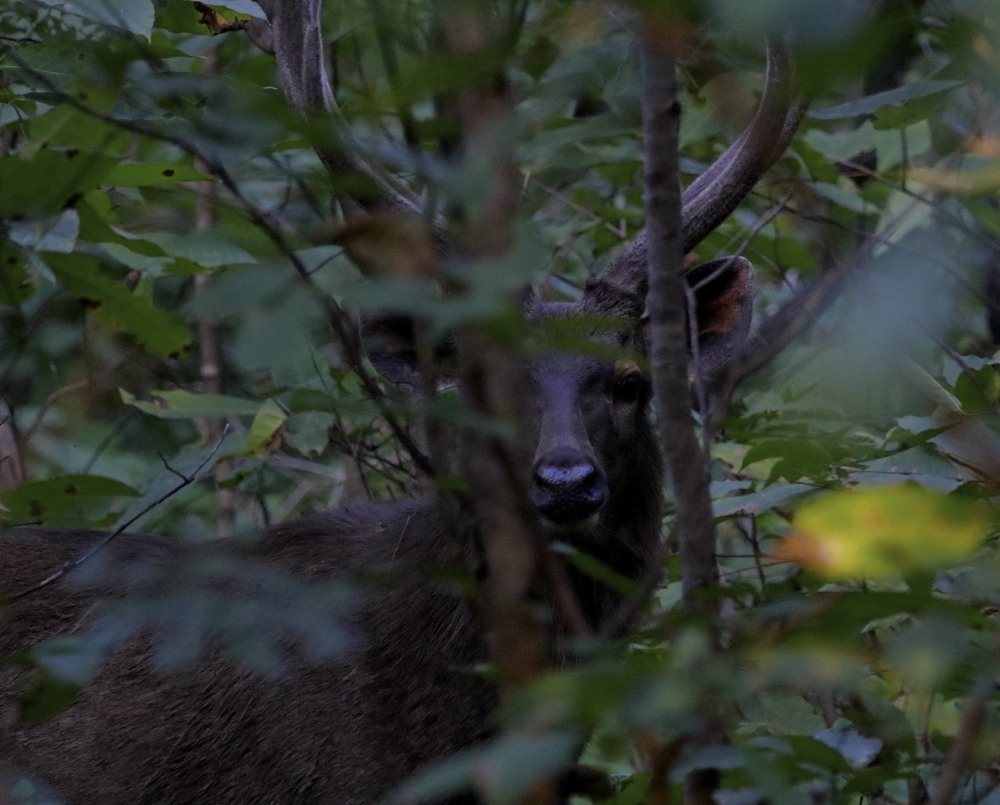 Male Sambar, intothewild, nature, wildlife, beautiful, mammal, male, sambar