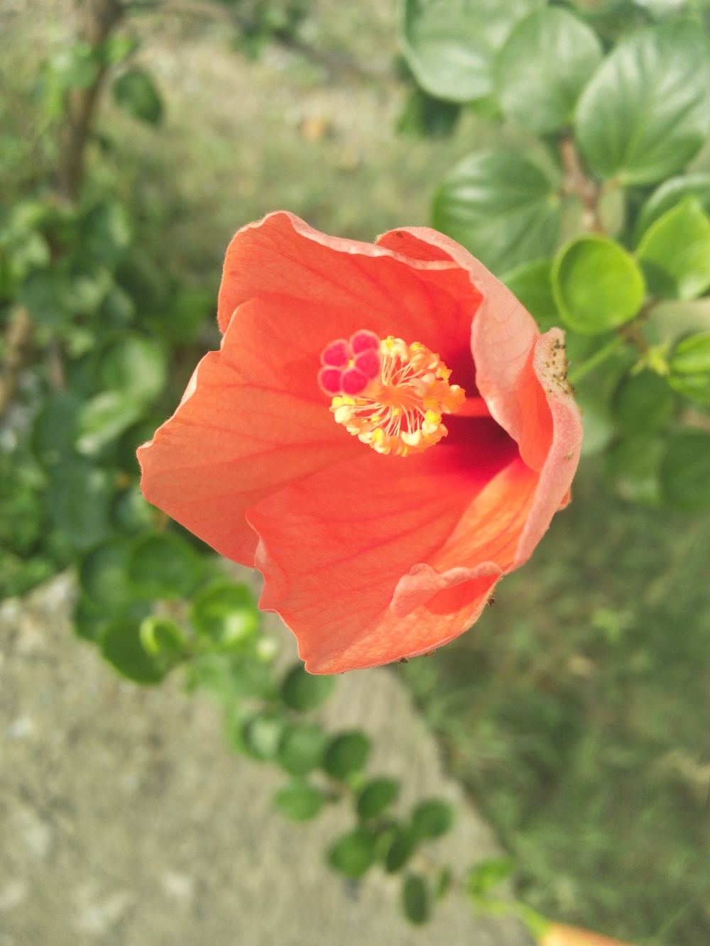 Hibiscus, Bell shaped