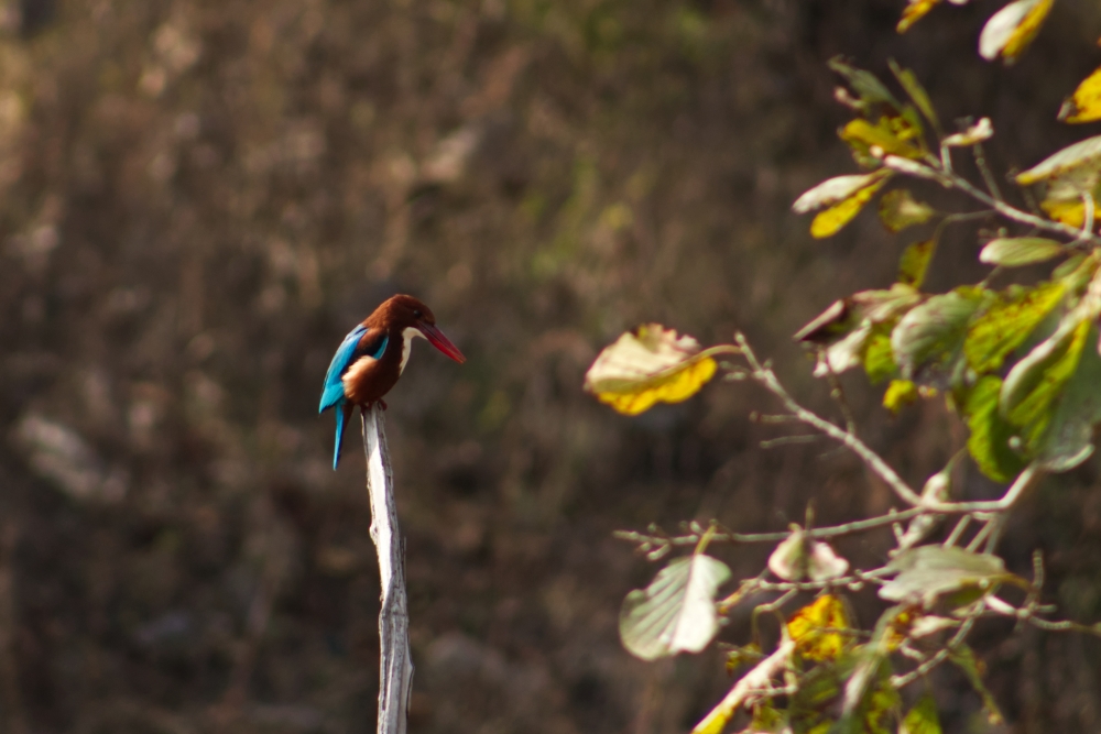white throated kingfisher, Kingfisher, Bird, avian, Nature, jungle, forest, Trees, beak, colorful, beautiful, junglesafari, 