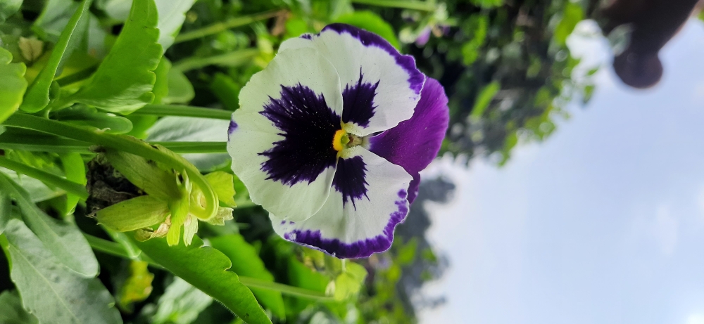 Selfish Flower, Flower, Nature,