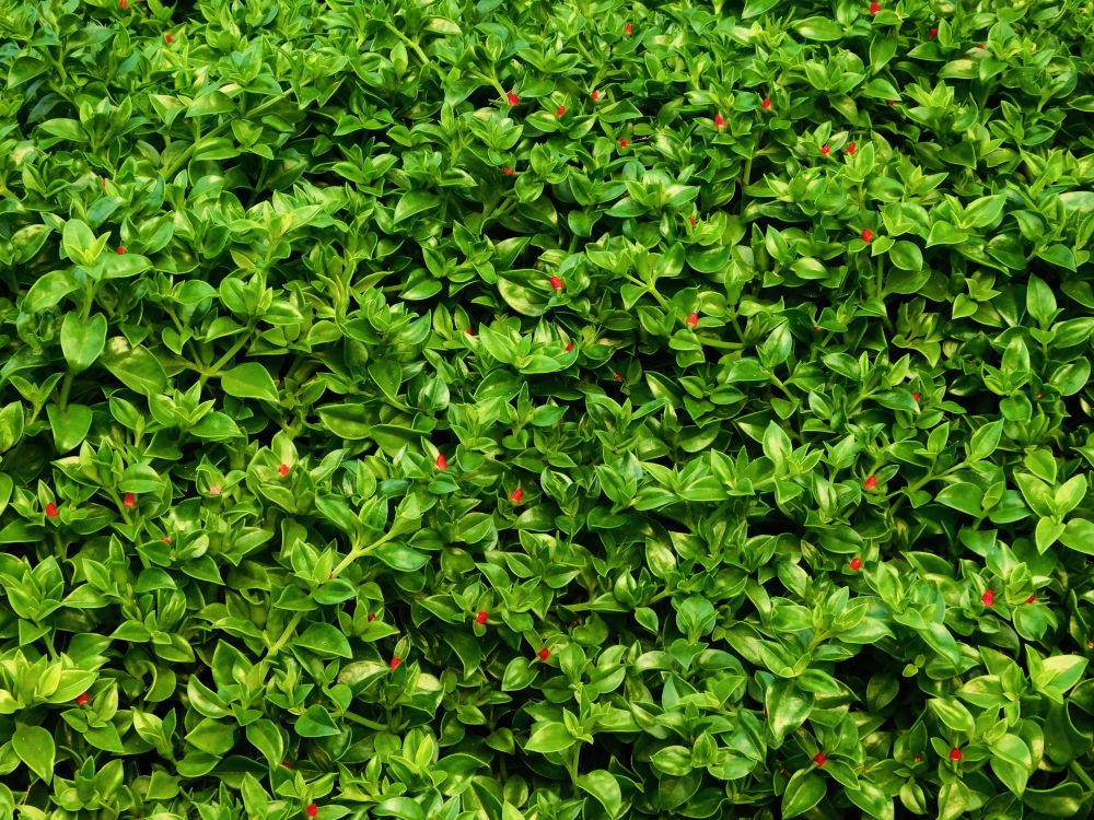 Plant leaves, plant, foliage, leaf, nature, green, decoration, white, summer, isolated, botany, growth, cutout, bush, lush, leaves, branch, garden, tree, natural, botanical, cut out, spring, flora, fresh, detail, close-up, springtime, element, early, sprig