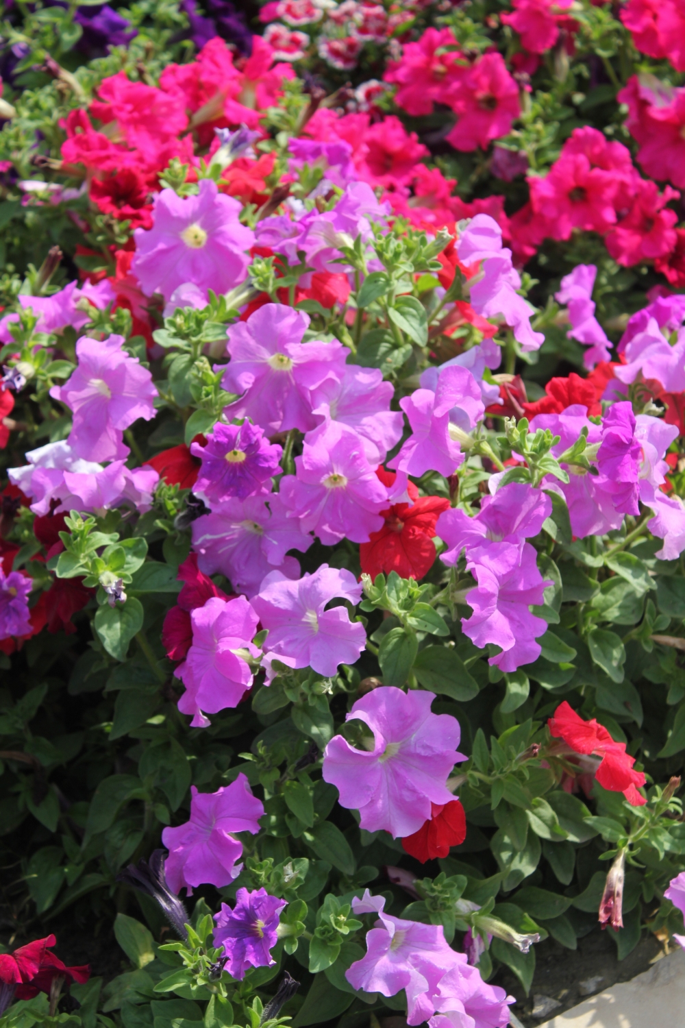 Big group of small flowers, Flower, Purple, different, beautiful, group of flowers,  lovely, 