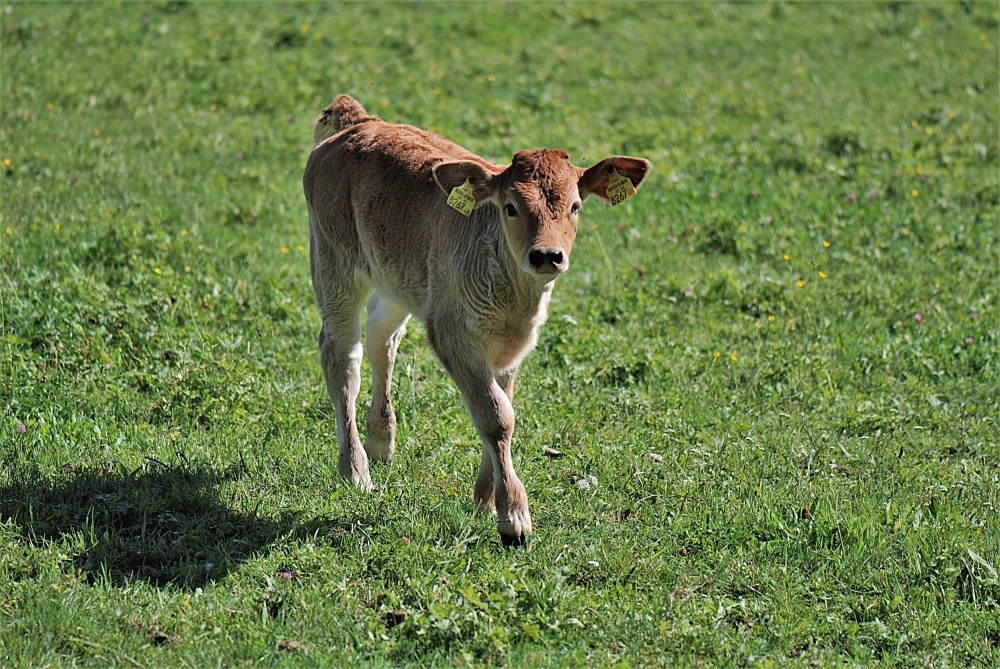 Calf, animal,pet,nature,field