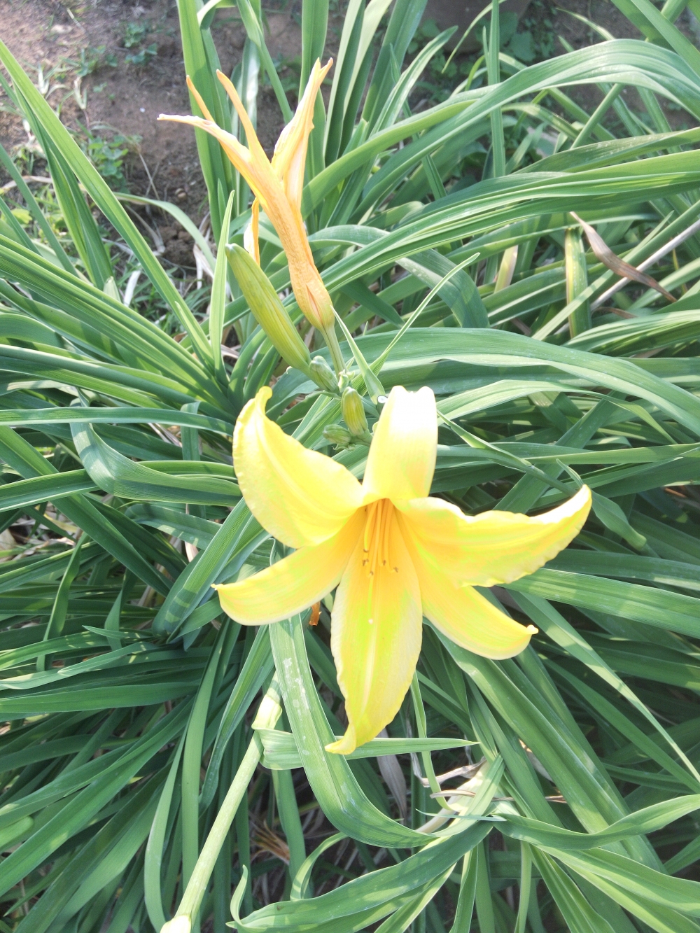 Stages of flower blooming, Birth to death