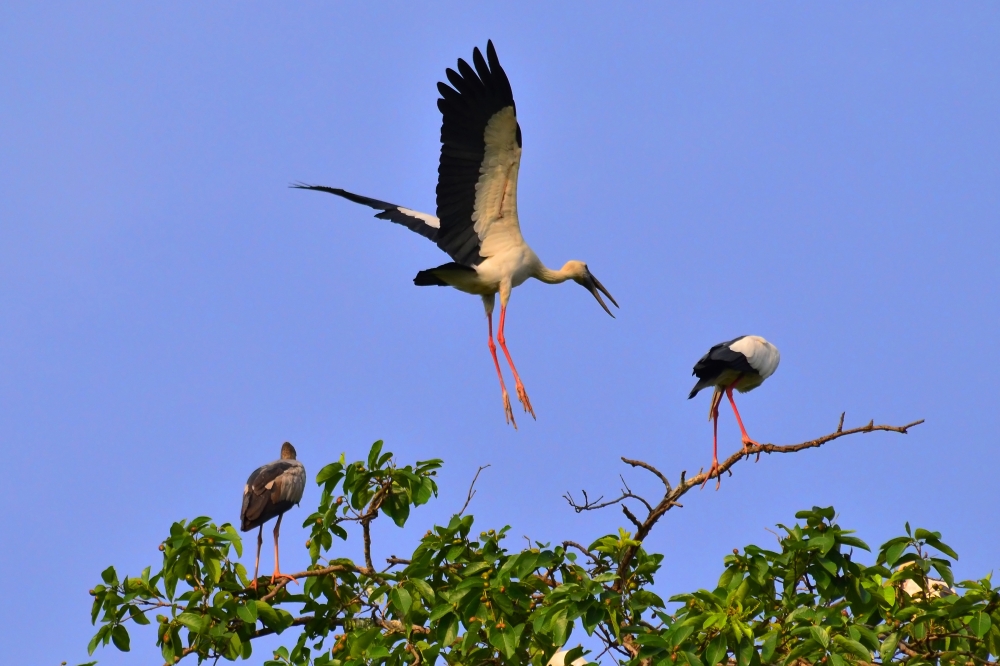 Destination: Branch, Bird, 