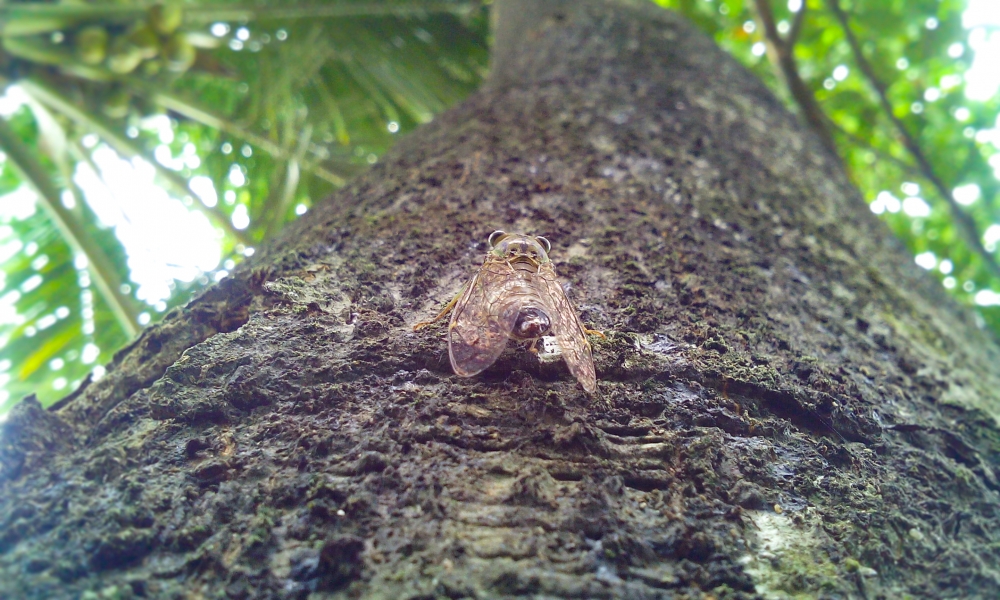 Cicada, Cicada,insects,animal
