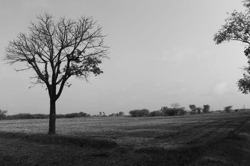 feelings of tree , Trees, #nature #photography #love #instagood #photooftheday #travel #sky #beautiful #art #naturephotography #like #landscape #sunset #photo #picoftheday #instagram #sun #beach #life #winter #sea #fun #cute #clouds #happy #naturelovers #summer #bhfyp, 