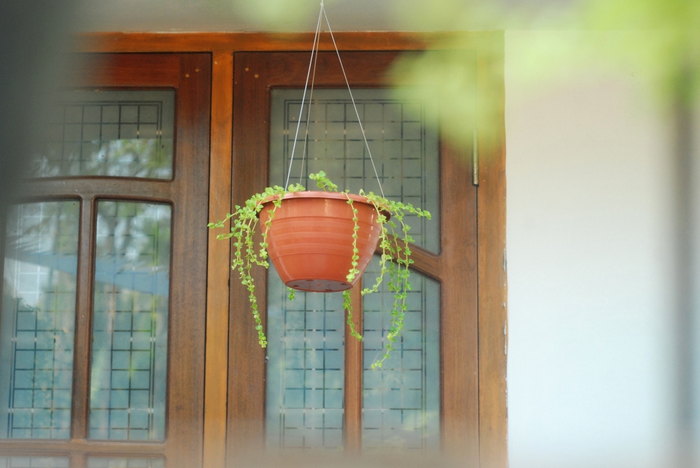 green plant images, green plant images, green, picture, leaf, plant, bucket, fixed, attach, wall, gardening, 