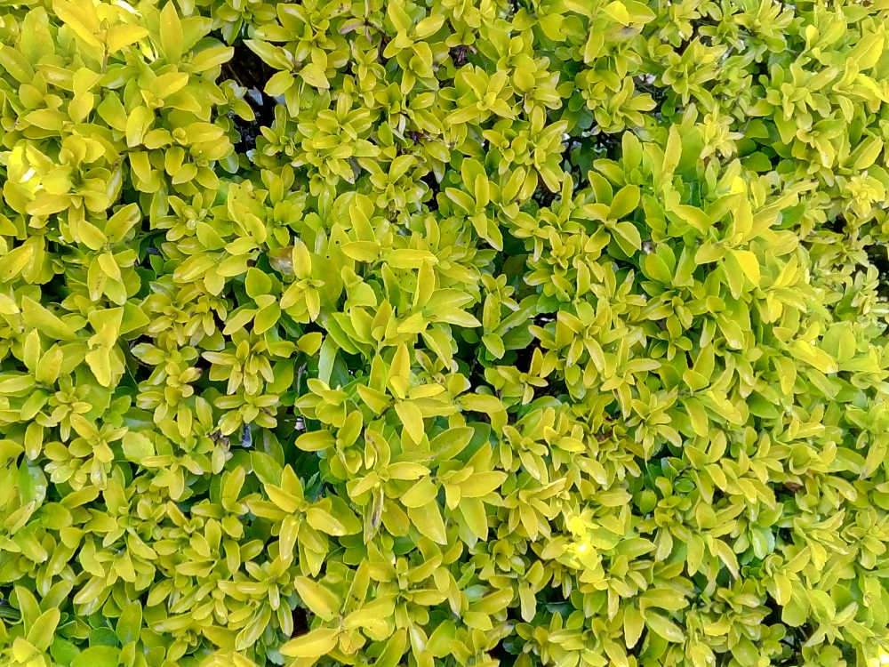 Green Leaves HD Wallpaper , Kerala, Munnar, India, garden, Green, Leaves, Leaf, wallpaper, HD