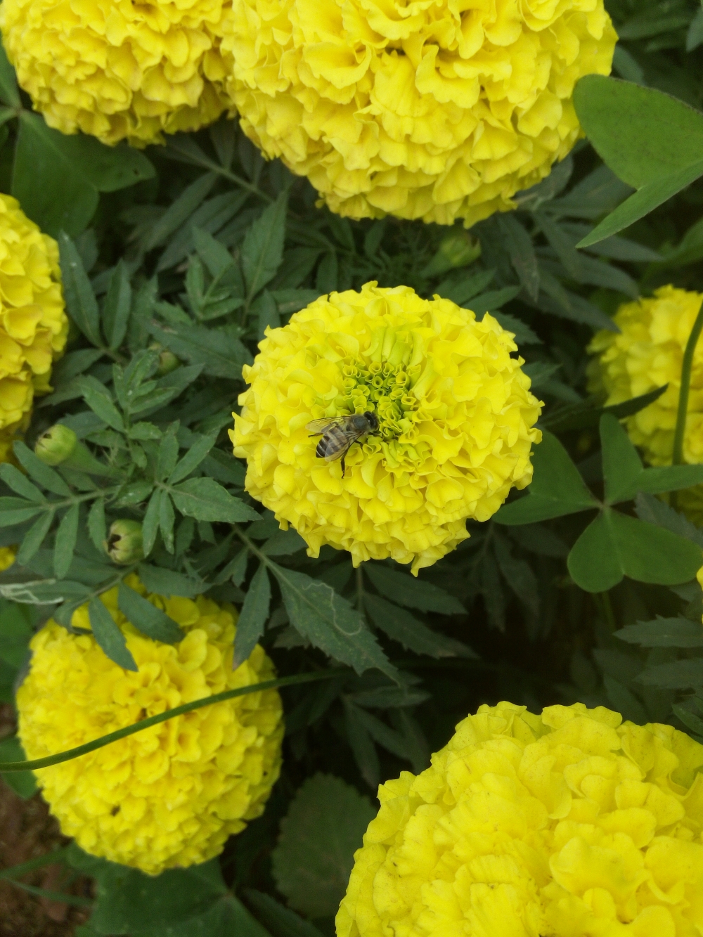 Bee, Searching food