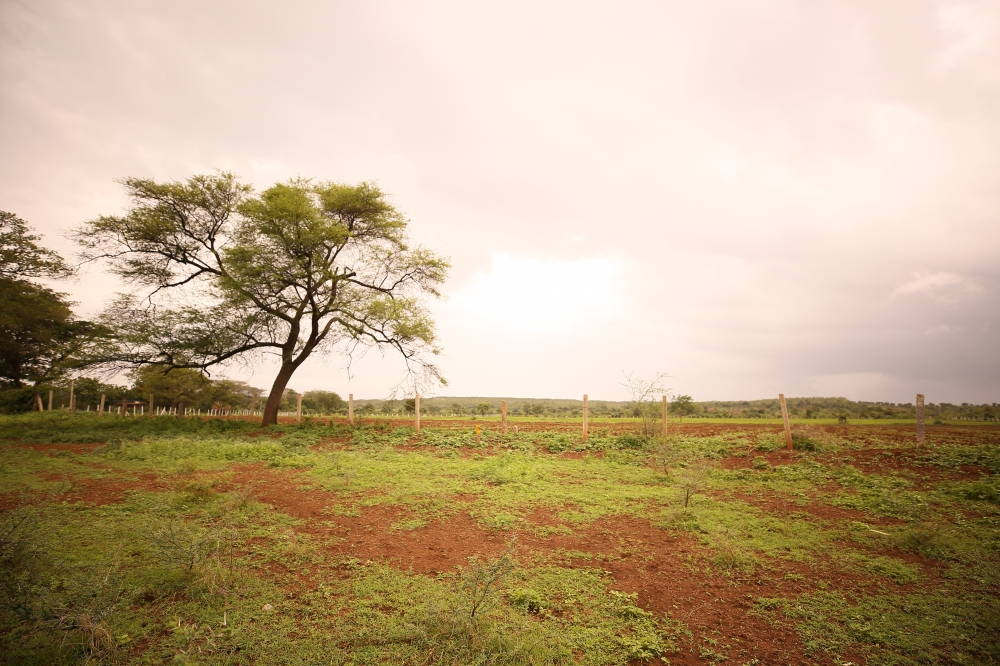 Nature, @pgclick @nature @ruleogthruds @trees