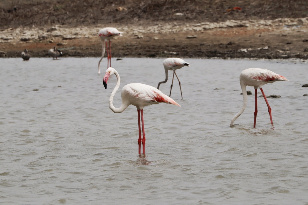 Flamingo, Flamingo#birds#