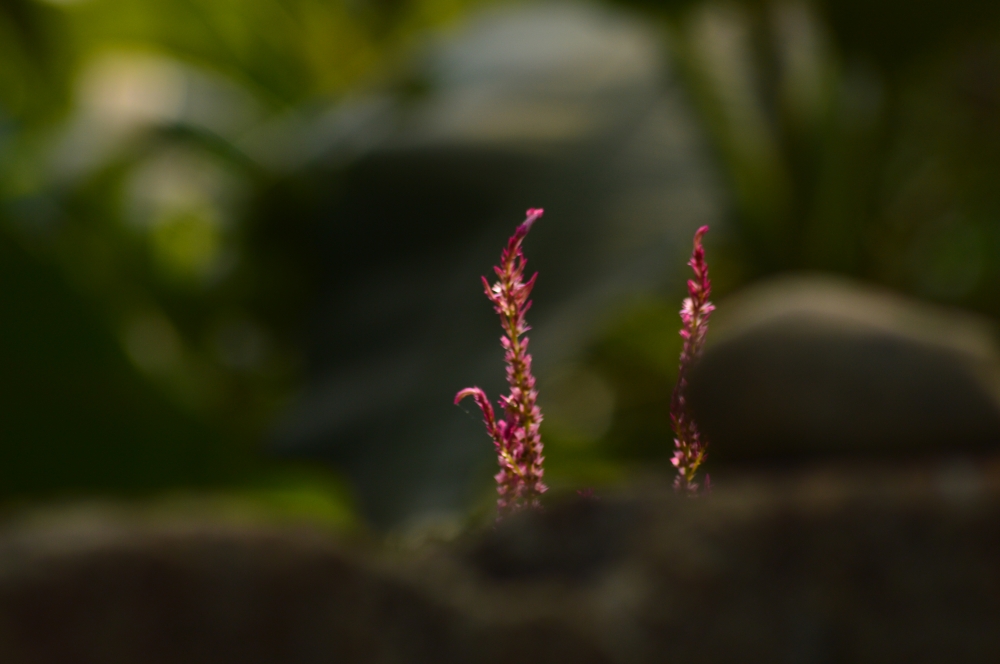 Flower , Flower, violet flower, Macro photography, Macro, Close up, 