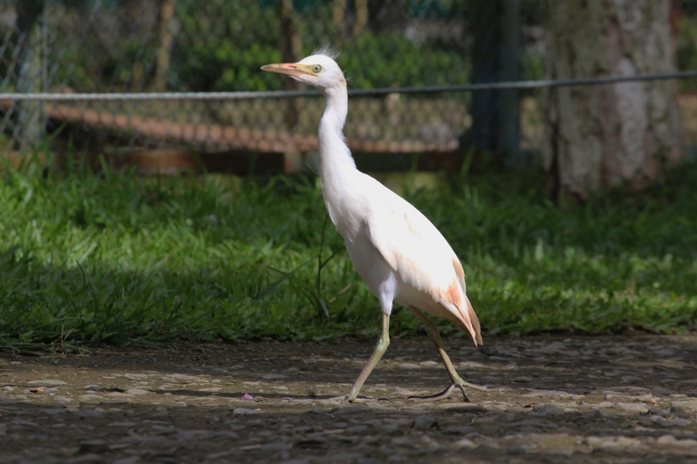 Crane, #birds #wildlife, 