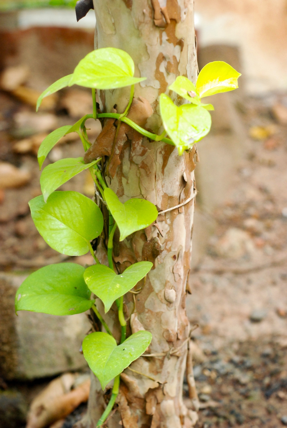 green plant on tree, plant,green,nature,background,photography,garden,green plant on tree,attaching,