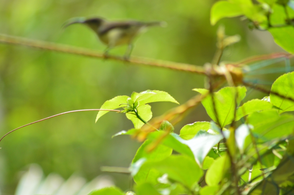 Leaf, Nature, plant, pashion fruit plant, Leaf, wallpaper, Macro photography, 