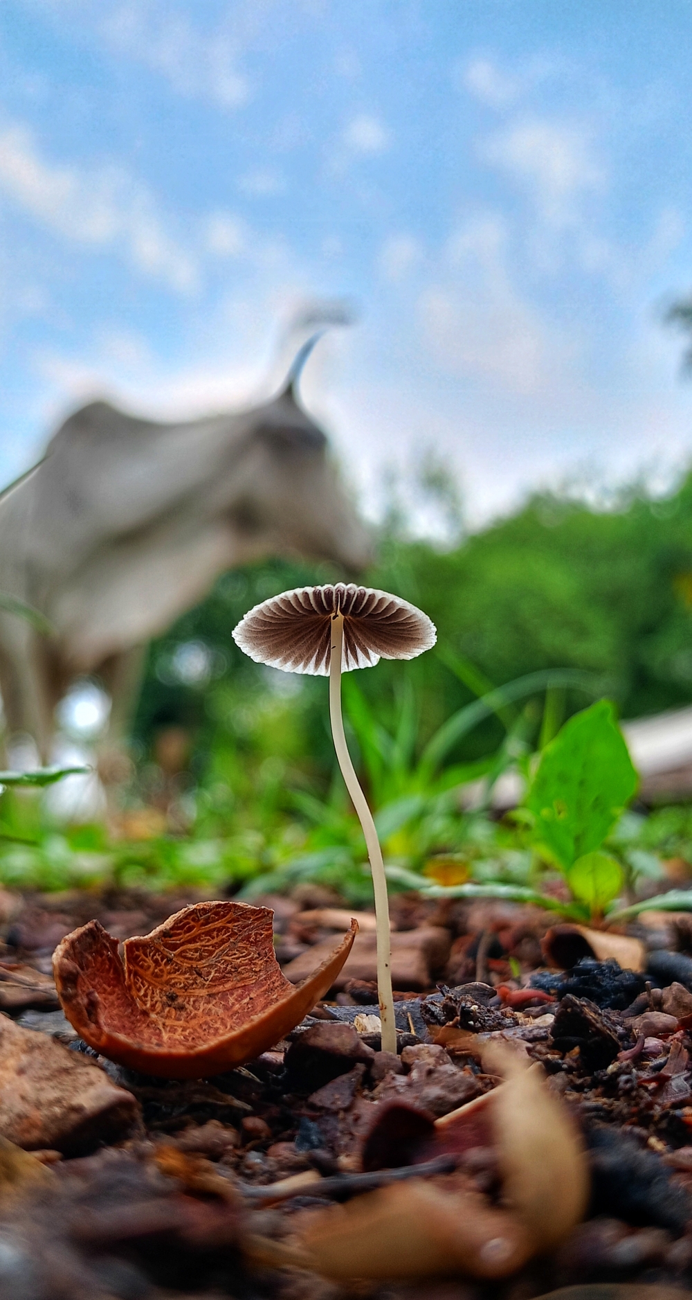 Wild mushroom , #nature #photography #love #instagood #photooftheday #travel #sky #beautiful #art #naturephotography #like #landscape #sunset #photo #picoftheday #instagram #sun #beach #life #winter #sea #fun #cute #clouds #happy #naturelovers #summer #bhfyp, summer tirathgarh waterfall waterfalls indianwaterfall  nationalpark kangervalleynationalpark Raipur CG forest HD wallpaper view kangervalley tirathgarh waterfall waterfalls jungle Bastar Chhattisgarh photosoftheday photo gallery wallpaper view kangervalley instapicture instagood viralpic, mushroom, fungi, nature landscape background hdclicks fishing wallpaper people stock Fisherman photos photooftheday Bastar kangervalleynationalpark kvnp nationalpark naturephotography Munnabaghel_photography, 