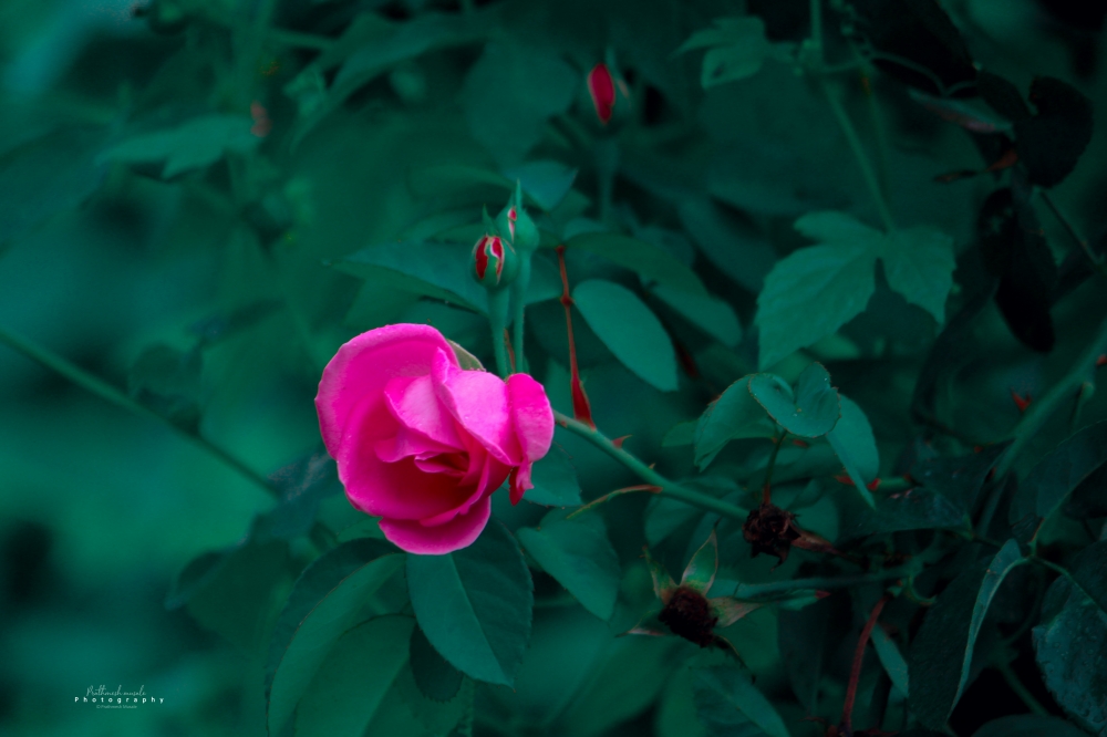 Rose Flower, natural, #nature #photography #love #instagood #photooftheday #travel #sky #beautiful #art #naturephotography #like #landscape #sunset #photo #picoftheday #instagram #sun #beach #life #winter #sea #fun #cute #clouds #happy #naturelovers #summer #bhfyp, 
