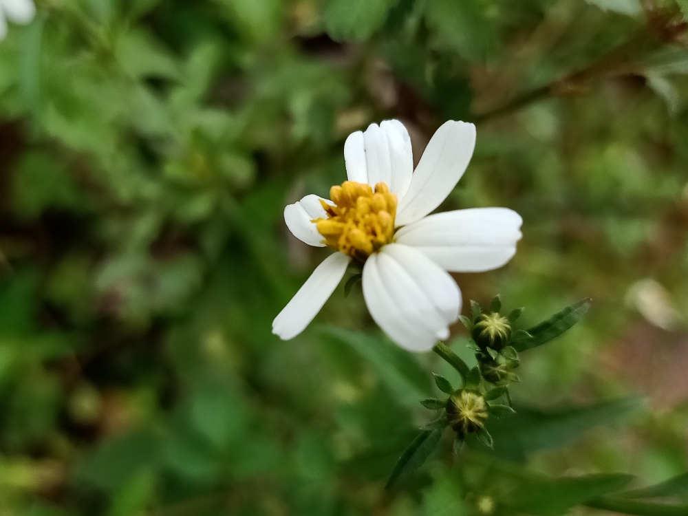 Flower,white flower,close up, macro,macro photography, nature,plant,wild flower,, Nature, natural, Flower, White Flower, wild flower, plant, wild plant, wild, wallpaper, Close up, Macro photography, Macro, Natural beauty, blurred, blurred background, Love your life, light, flower with blurred background, Green, greenery, greens, yellow, yellow bud, seeds, Leaf, Green leafs, leafs, Bud, stem,buds,