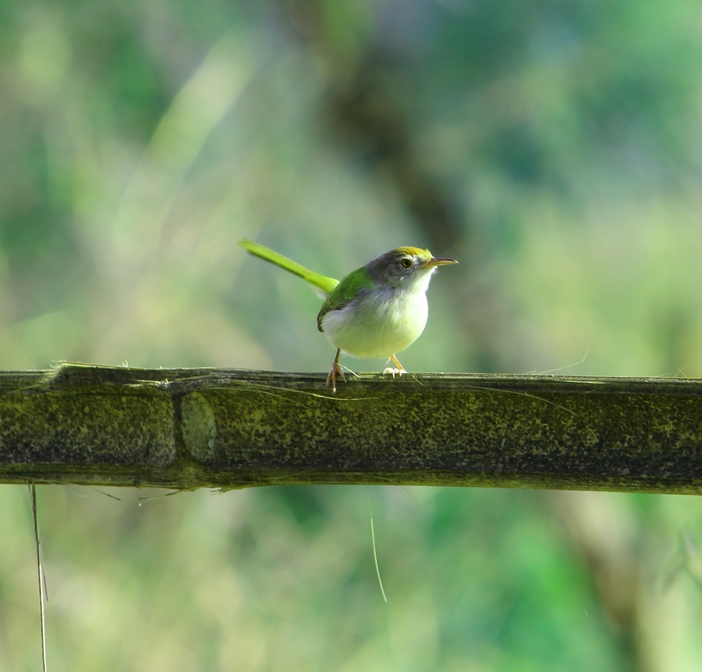 small wild sparrow, sparrow,small,wild,nature,