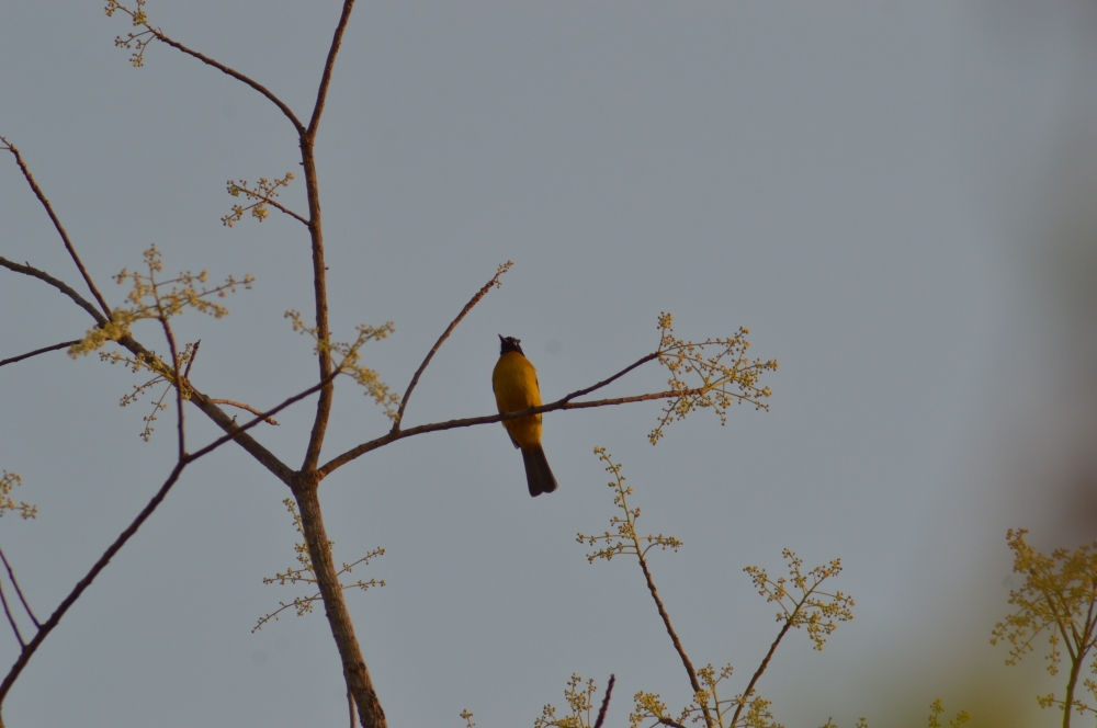 bubul , Bird, 
