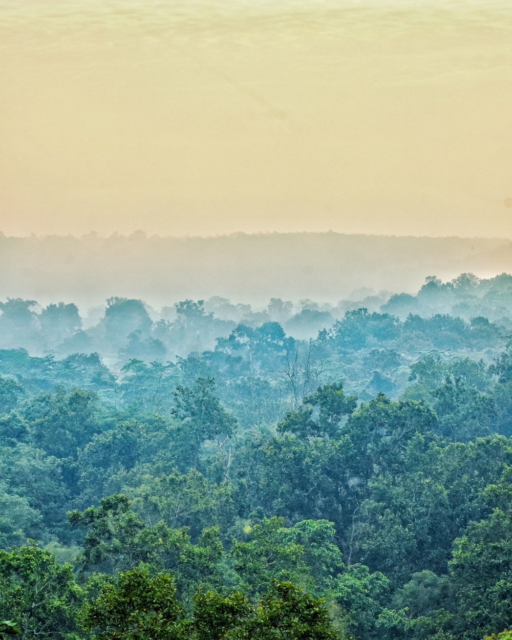 Beautiful morning view of the kangervalley national Park , #nature #photography #love #instagood #photooftheday #travel #sky #beautiful #art #naturephotography #like #landscape #sunset #photo #picoftheday #instagram #sun #beach #life #winter #sea #fun #cute #clouds #happy #naturelovers #summer #forest #kangervalleynationalpark #bastar #jagdalpur #chhatishgarh #cg #raipur 