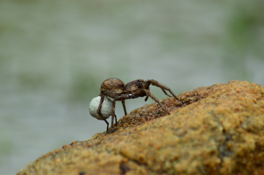 Spider१, #Spider #wildlife#munnabaghelphotography