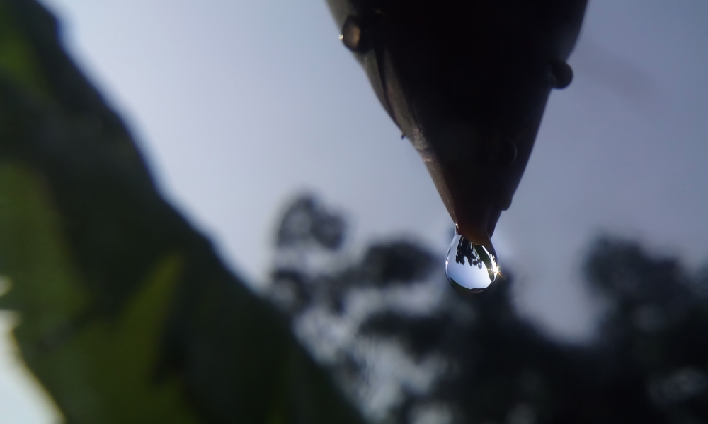 Rain Drop on banana flower, rain drop,banana flower,nature