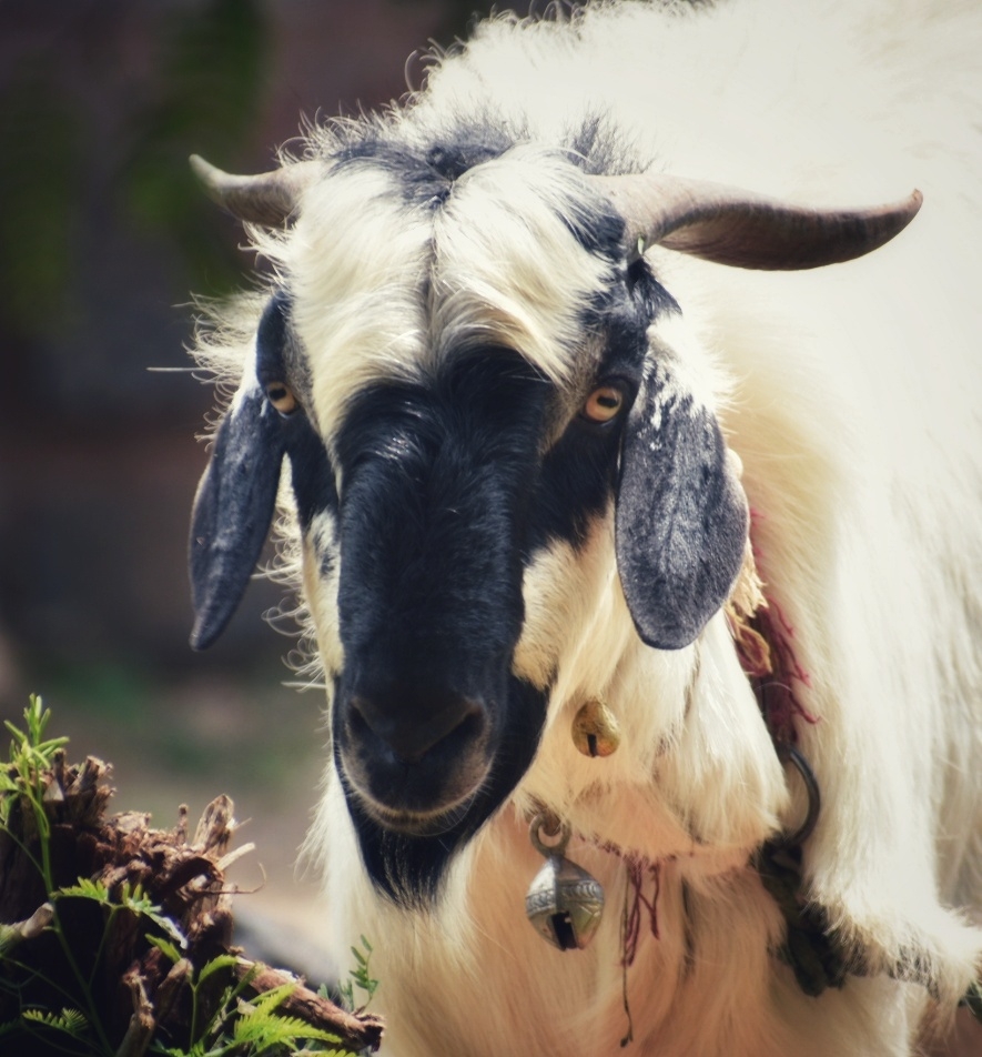 Goat, Goat, #animals#photooftheday#ameteur photography, 