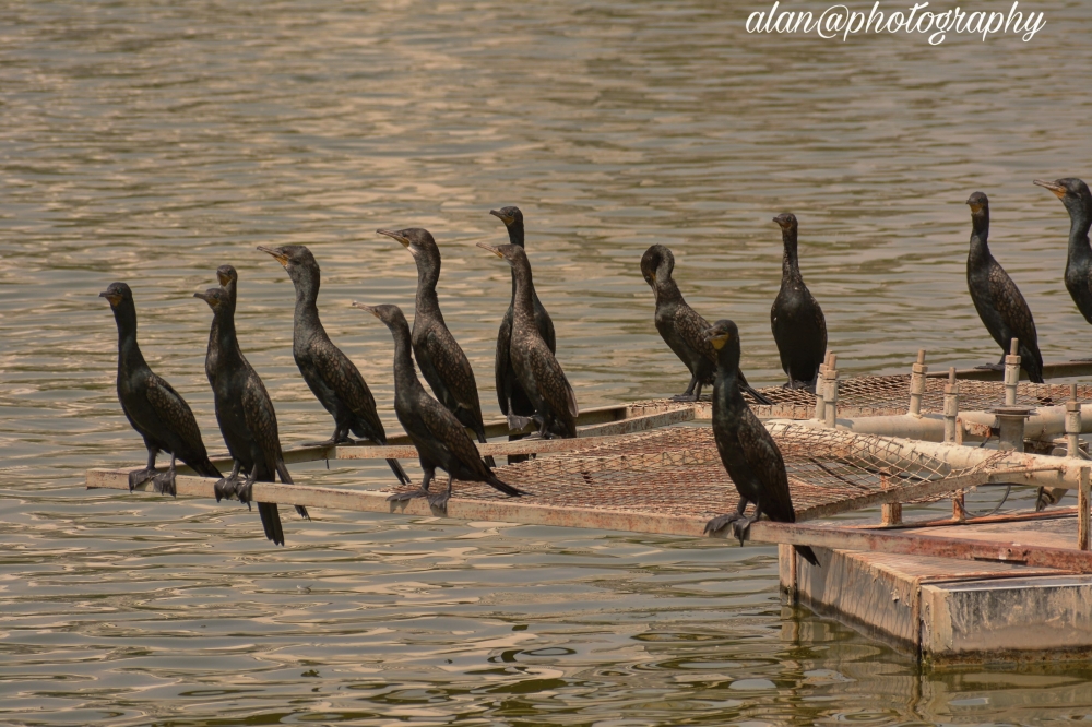 Bird Photography, #duck#birds photography, 