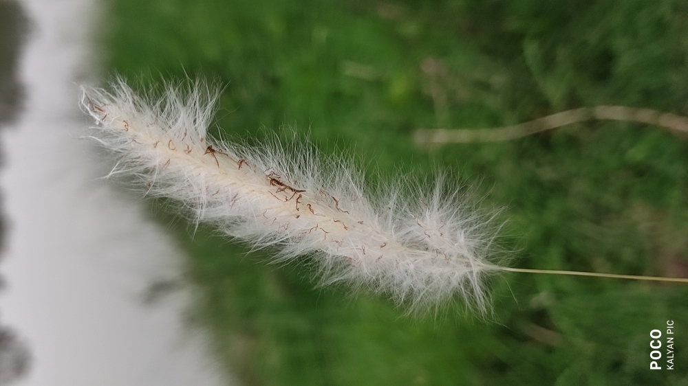 White grass , Color# grass # wi