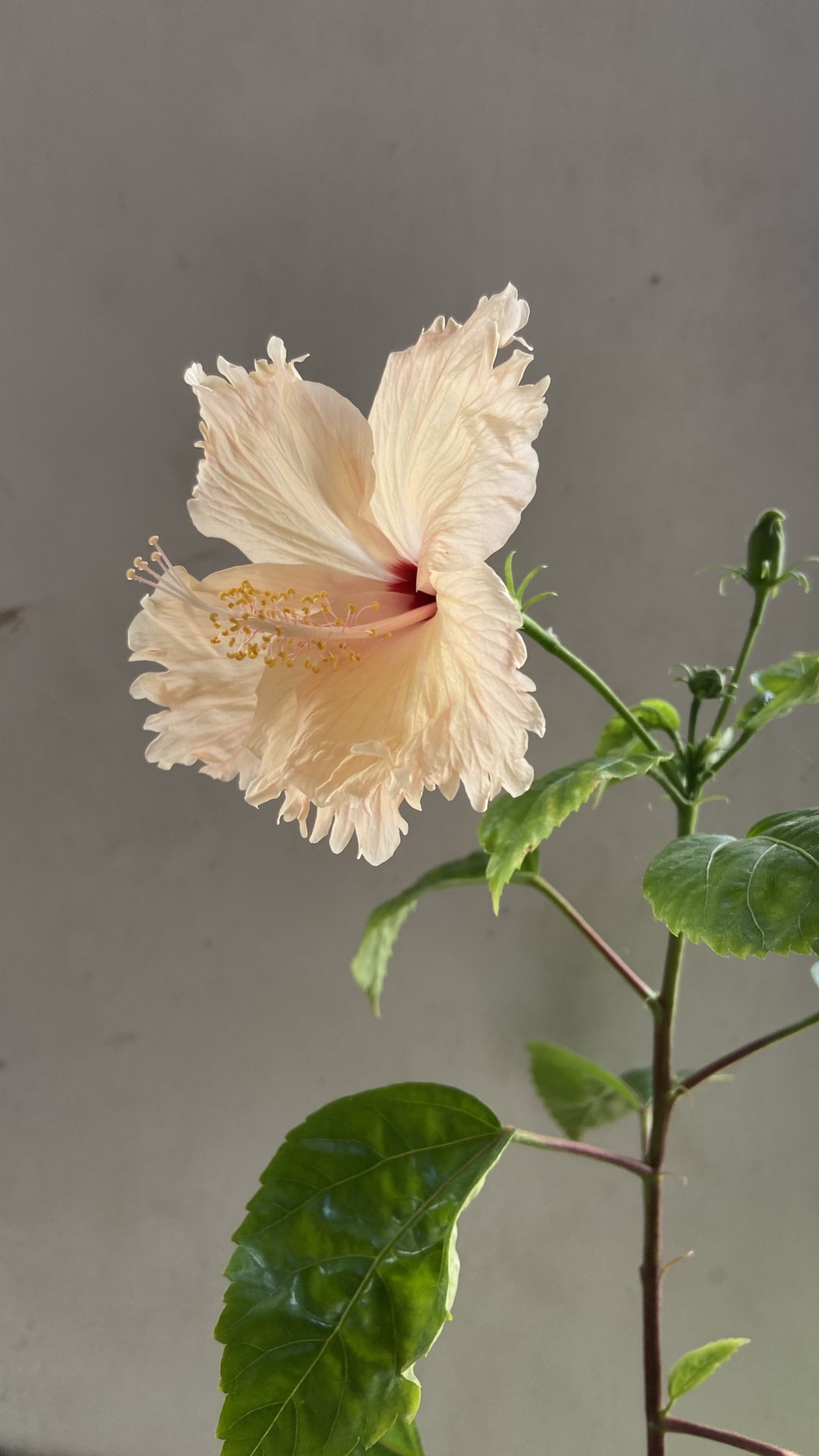 Sembaruthi - வெள்ளைச் செம்பருத்தி, sembaruthi, Photography sembaruthi, Flower, White Flower, Tamilnadu, 