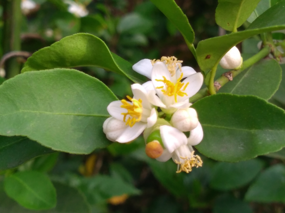 Lemon flower, Fruit, 