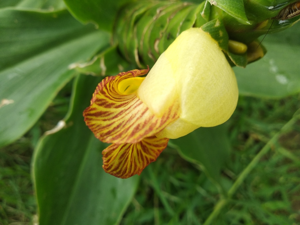Flower, #Nature #background #wallpaper #hdclicks #fullHD#fksayyad @f.k.sayyad, 