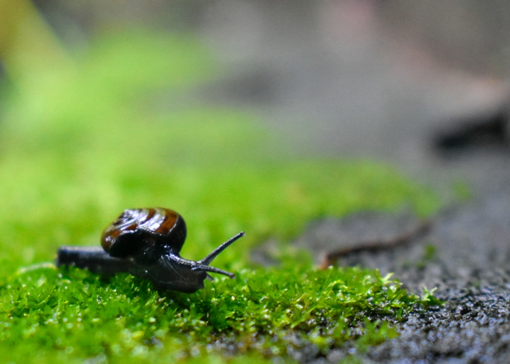 Snail, Mansoon snails click, Snail, After Rain, natural, Photography, 