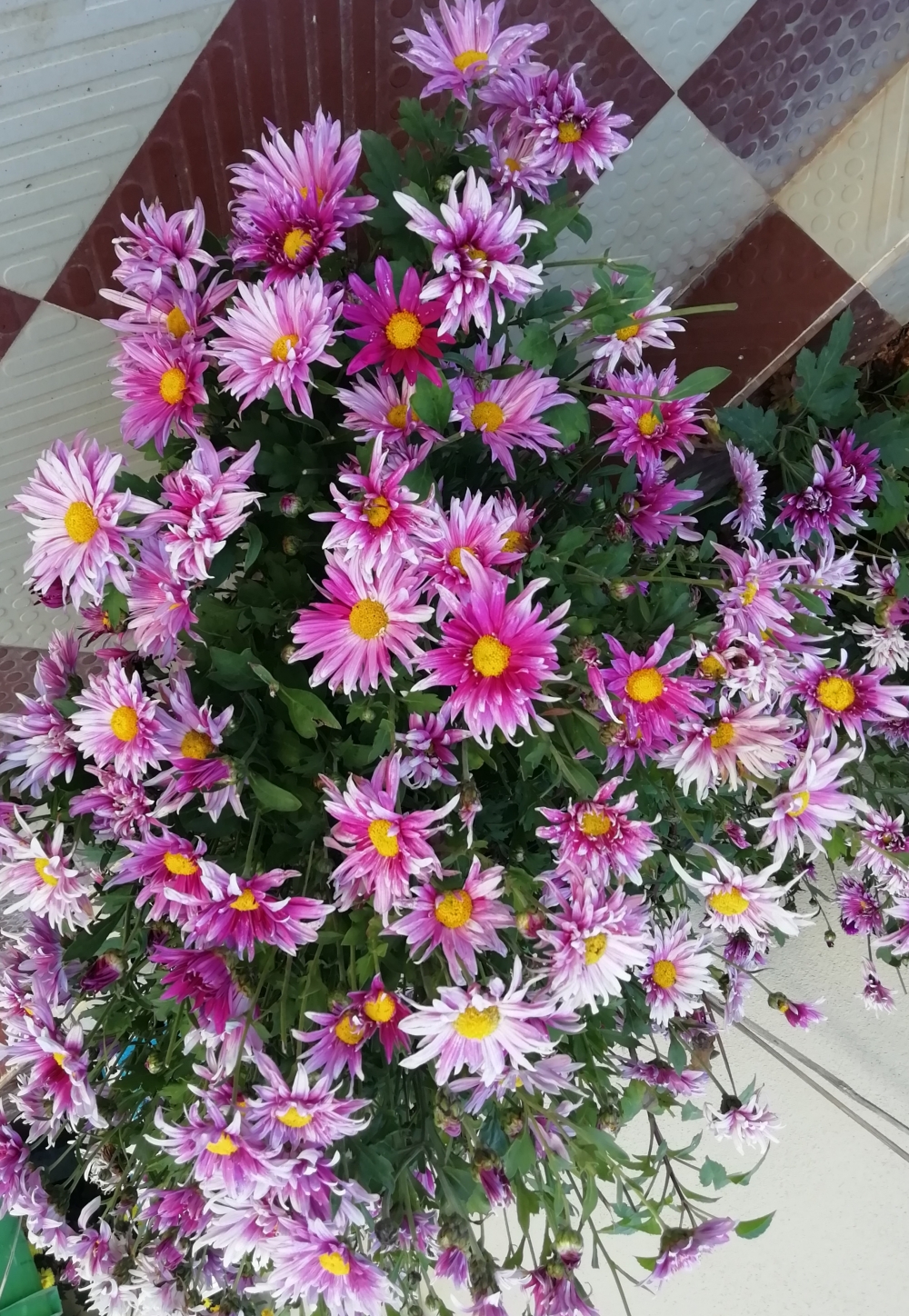 Looks like bouque of flowers, Pleasent to eyes