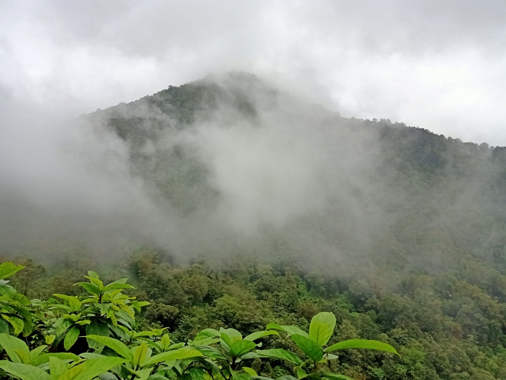 Mist, mountain, green, nature, landscape , mountains, mist, mist, road and mist, hill on mist, misty, Green Field, Green, greenery, greens, Sky, 