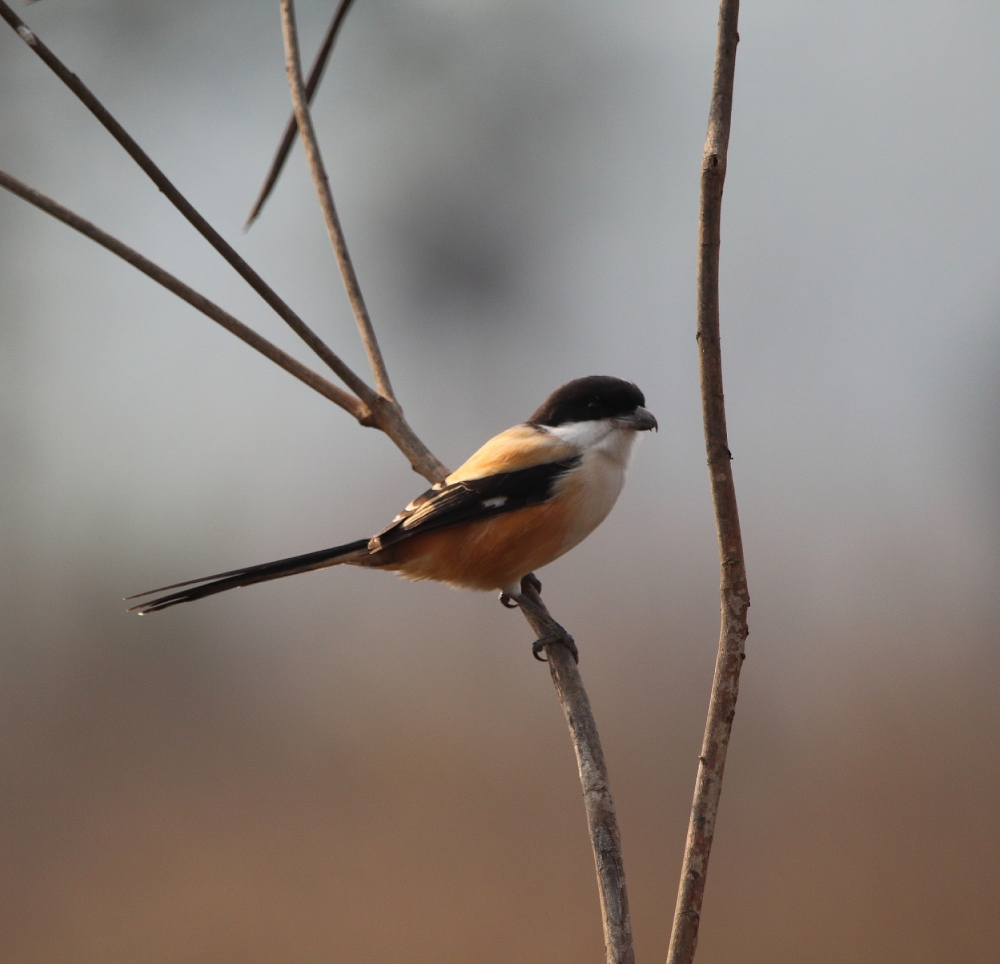 Long tailed strike tricolour ssp, Beautiful,  nature,  tricolour,  